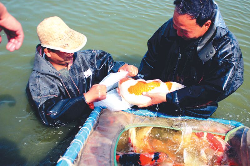 养殖锦鲤挣钱吗_锦鲤养殖 致富经_致富养殖锦鲤赚钱吗