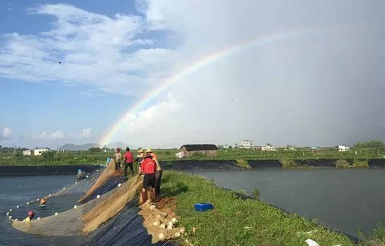 养虾技术视频大全与配套设施 大棚养虾的基本知识养殖要求