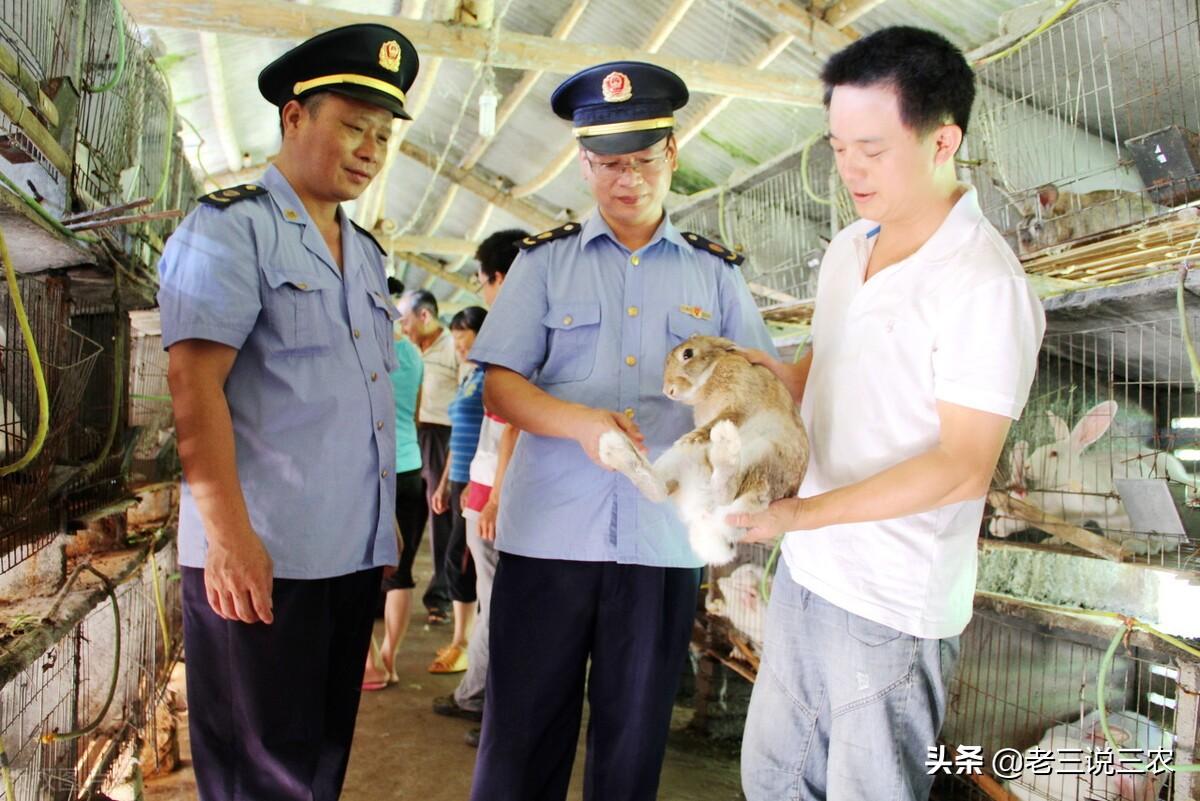 致富经兔子养殖项目_小兔养殖致富项目_致富养兔子