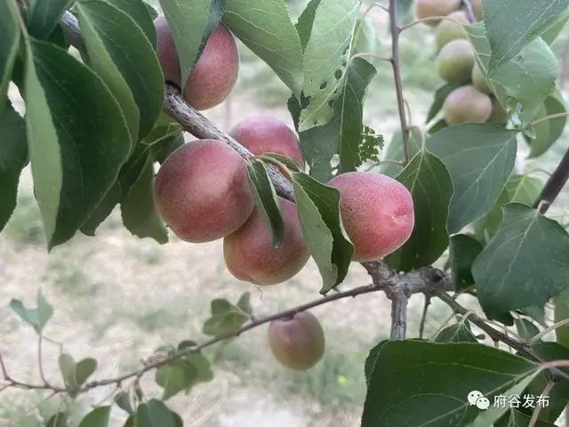 致富果树种植方法_种植果树致富快_果树种植致富经