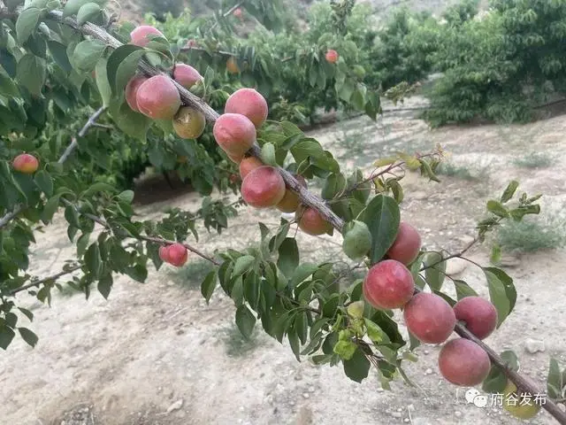 果树种植致富经_种植果树致富快_致富果树种植方法