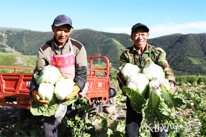 致富种植旱地项目有哪些_旱地种植致富项目_农村旱地种植什么最赚钱