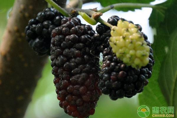 黑莓种植条件_致富黑莓种植方法_种植黑莓 致富