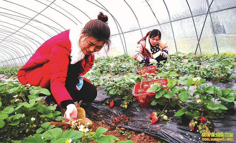 四川仪陇县李银龙回乡创业种植草莓收入不菲