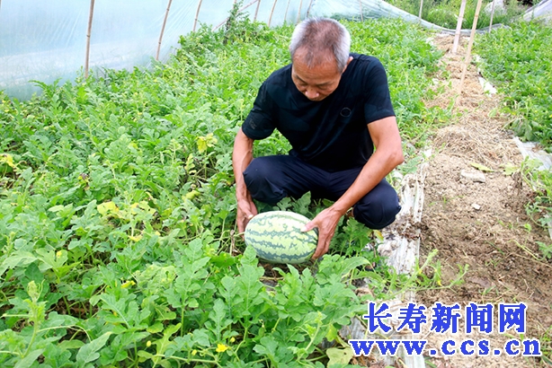 瓜种植时间和方法_种植致富瓜_种瓜娄挣钱吗