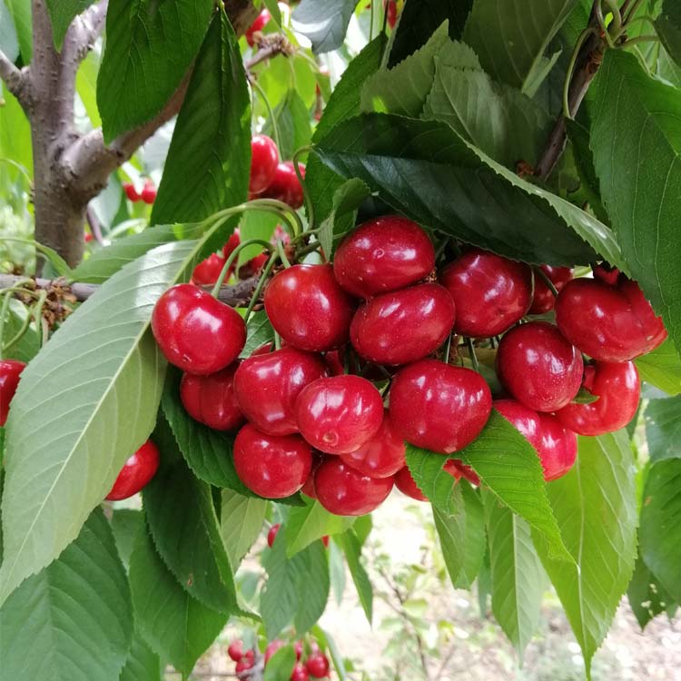 南方樱桃怎么种植技术视频_南方大樱桃种植技术视频_南方樱桃栽培技术