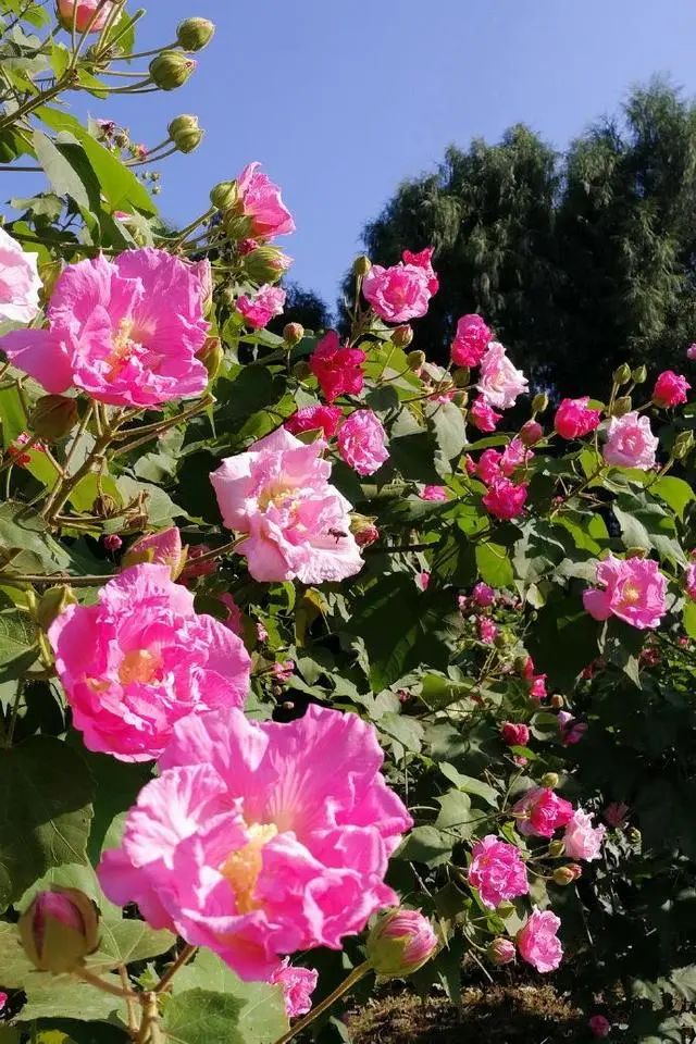 芙蓉种植花技术与管理_芙蓉种植花技术要点_芙蓉花种植技术