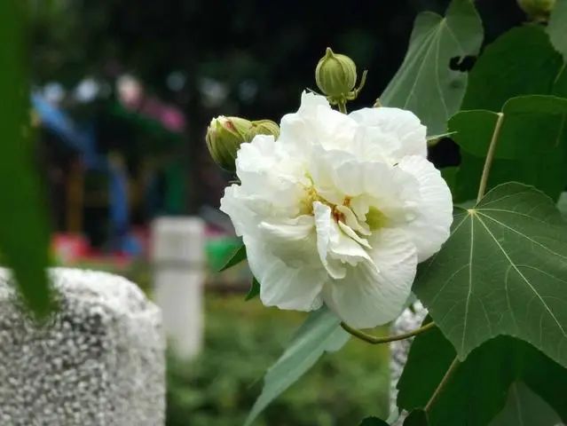 芙蓉种植花技术与管理_芙蓉种植花技术要点_芙蓉花种植技术