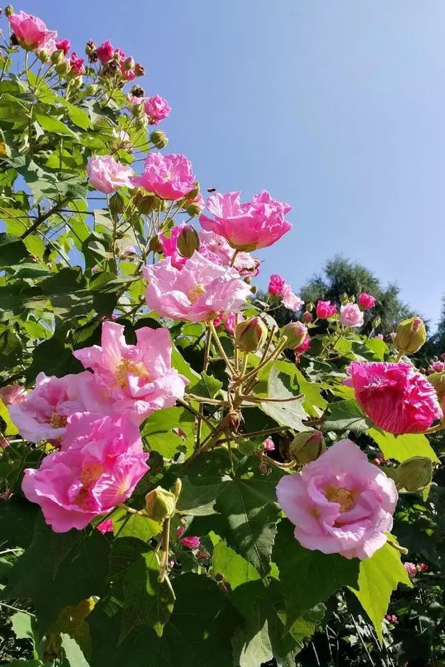 芙蓉花种植技术_芙蓉种植花技术与管理_芙蓉种植花技术要点