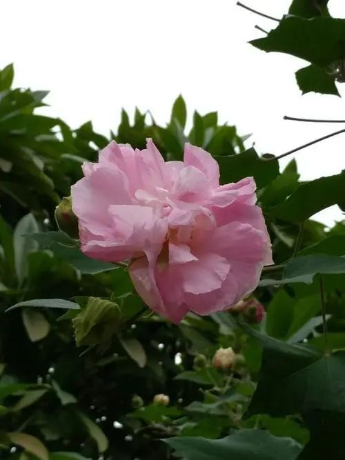 芙蓉花种植技术_芙蓉种植花技术与管理_芙蓉种植花技术要点