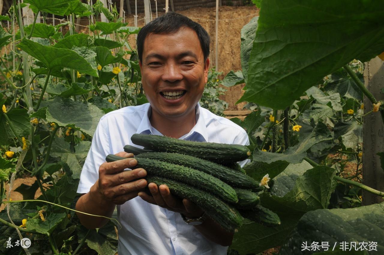 黄瓜高产种植技术_黄瓜种植致富热_黄瓜种植效益