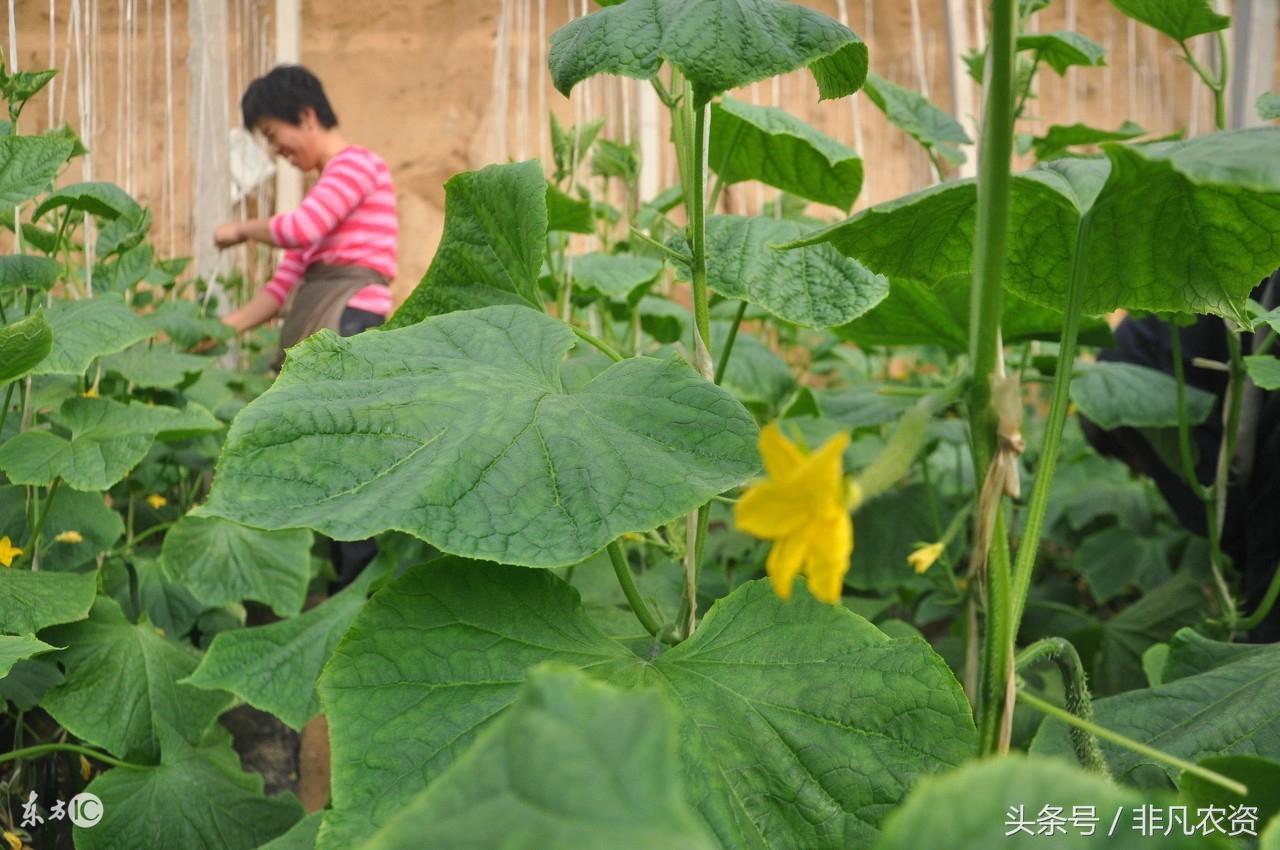 黄瓜高产种植技术_黄瓜种植致富热_黄瓜种植效益