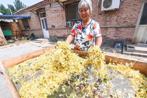 cctv7致富经金银花种植_金银花种植效益央视_农村靠种金银花致富人