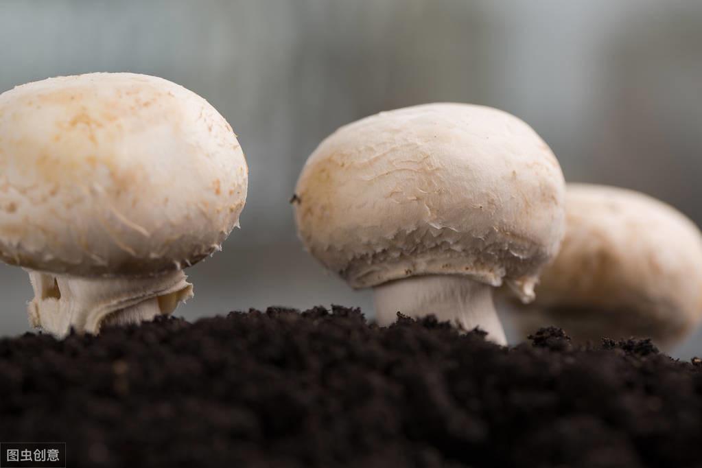 如何利用牛粪种菌菇_牛粪种植食用菌技术_牛粪种草菇技术