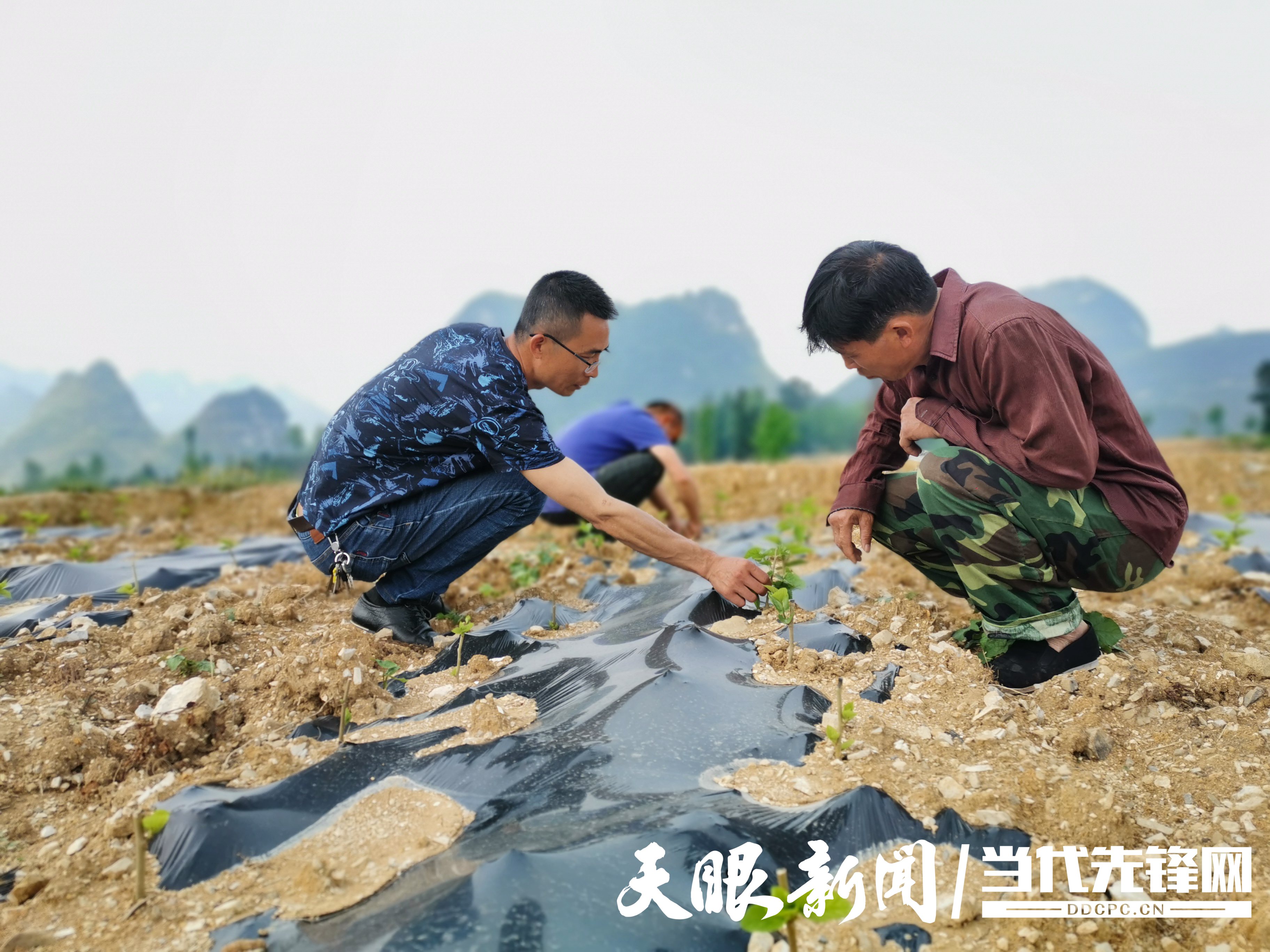 致富养殖春蚕项目简介_春蚕养殖致富项目_致富养殖春蚕项目怎么样