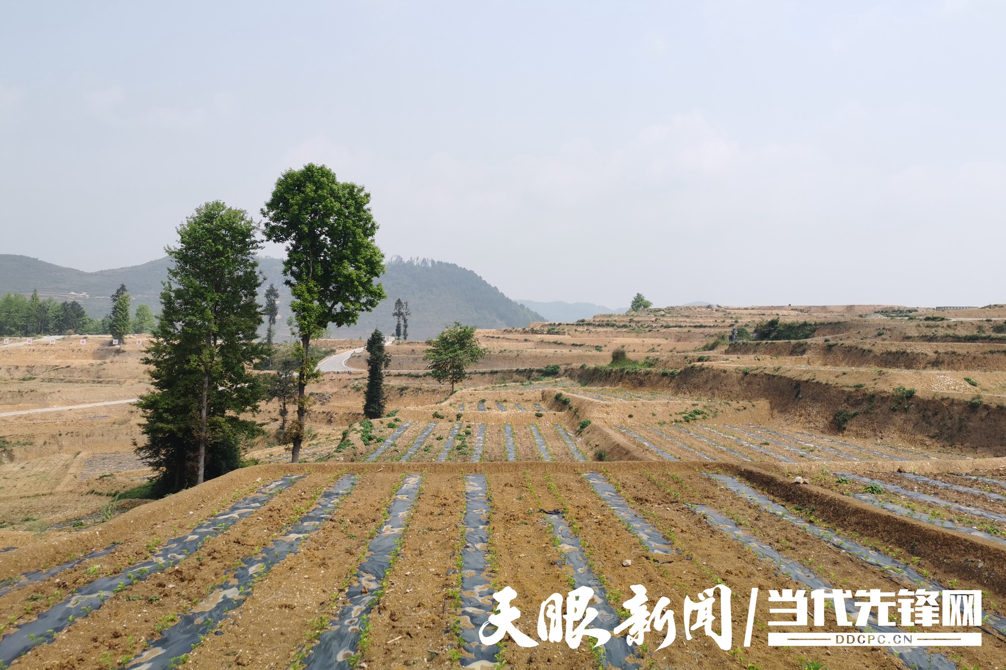 致富养殖春蚕项目怎么样_春蚕养殖致富项目_致富养殖春蚕项目简介