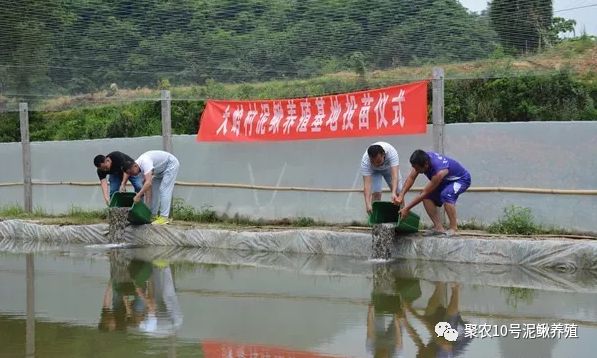 青泥鳅养殖_青鳅养殖致富_致富养殖青鳅视频