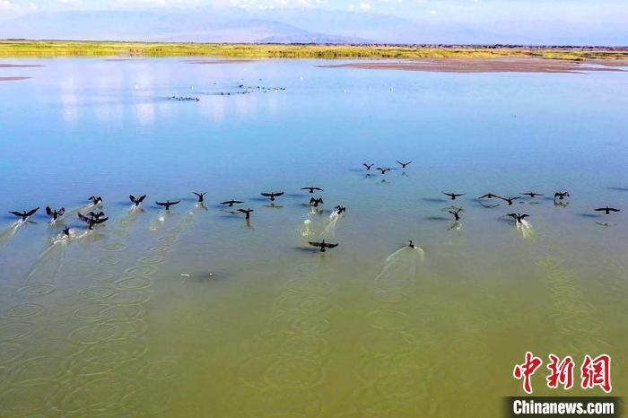 博乐养殖飞禽致富_飞禽养殖养哪种有前景_飞禽养殖场