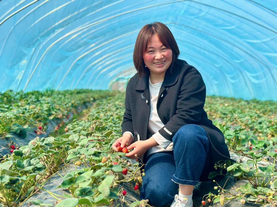 致富经草莓大棚_草莓大棚投资_大棚草莓投资与收益