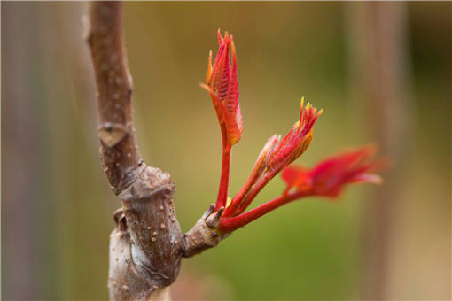 2020年在农村种植什么能快速致富？这4种植物很赚钱！