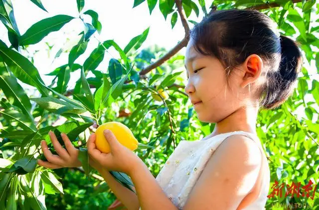 种植大黄前景怎么样_大黄种植技术_种植大黄致富