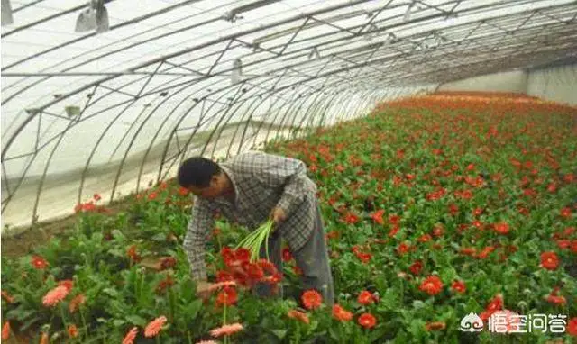 农村致富种植项目_农村致富新项目种植_农村致富种植体