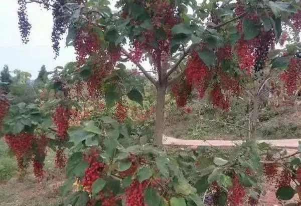 致富种植河南项目有哪些_河南种植致富项目_致富种植河南项目怎么样