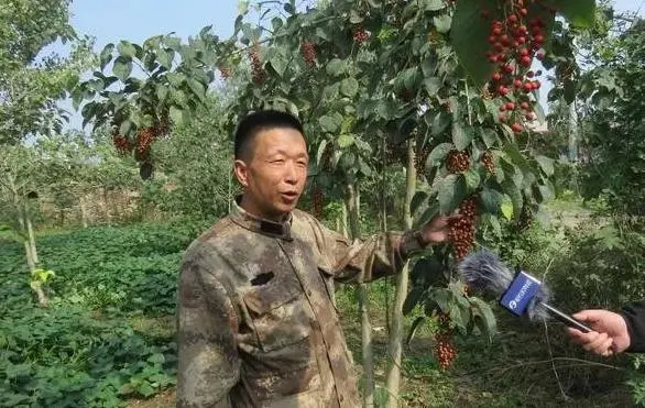 河南种植致富项目_致富种植河南项目怎么样_致富种植河南项目有哪些