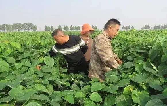 致富种植河南项目怎么样_致富种植河南项目有哪些_河南种植致富项目