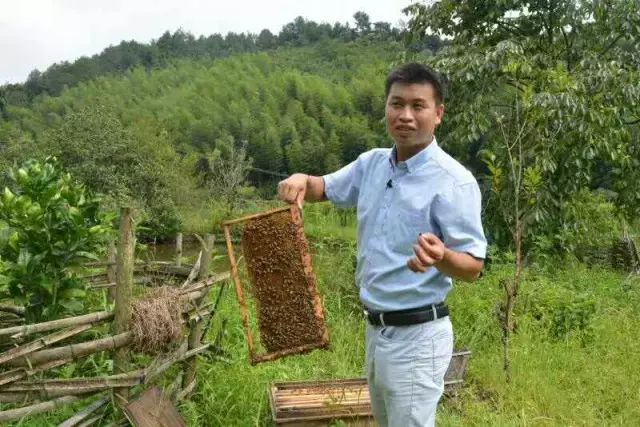 蜜蜂视频致富养殖播放下载_蜜蜂视频致富养殖播放_致富经养殖蜜蜂视频播放