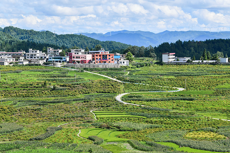 大黄种植技术与亩收入_种植大黄前景怎么样_种植大黄致富