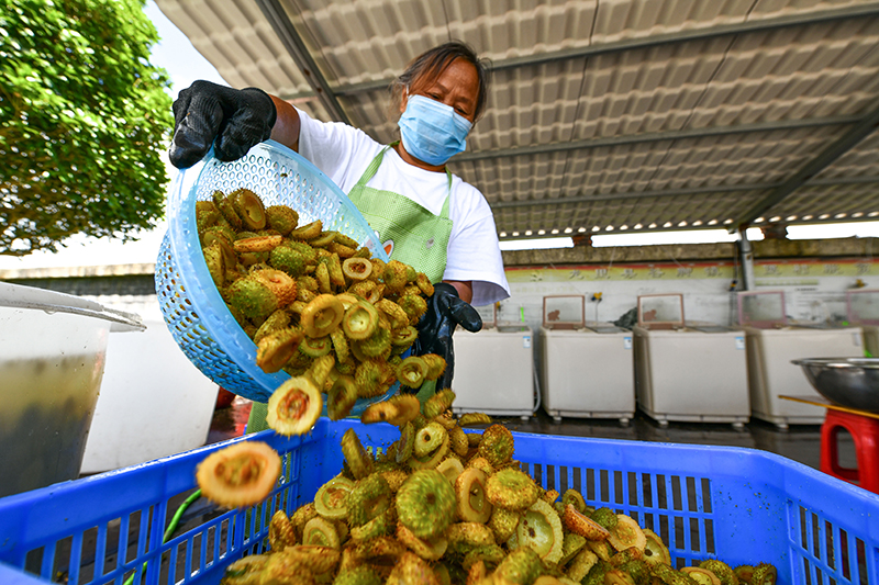 种植大黄致富_种植大黄前景怎么样_大黄种植技术与亩收入