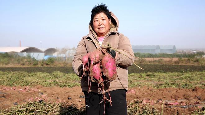 河南红薯种植技术视频_河南种植红薯成本及效益_河南红薯种植时间和生长期