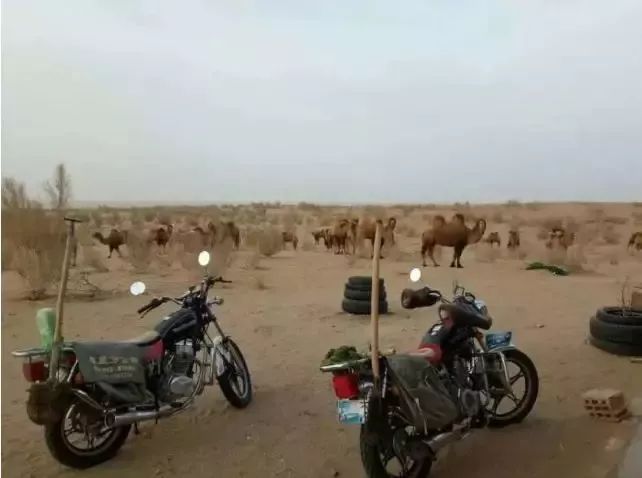 种植肉苁蓉技术视频_种植肉苁蓉技术与管理_肉苁蓉的种植技术