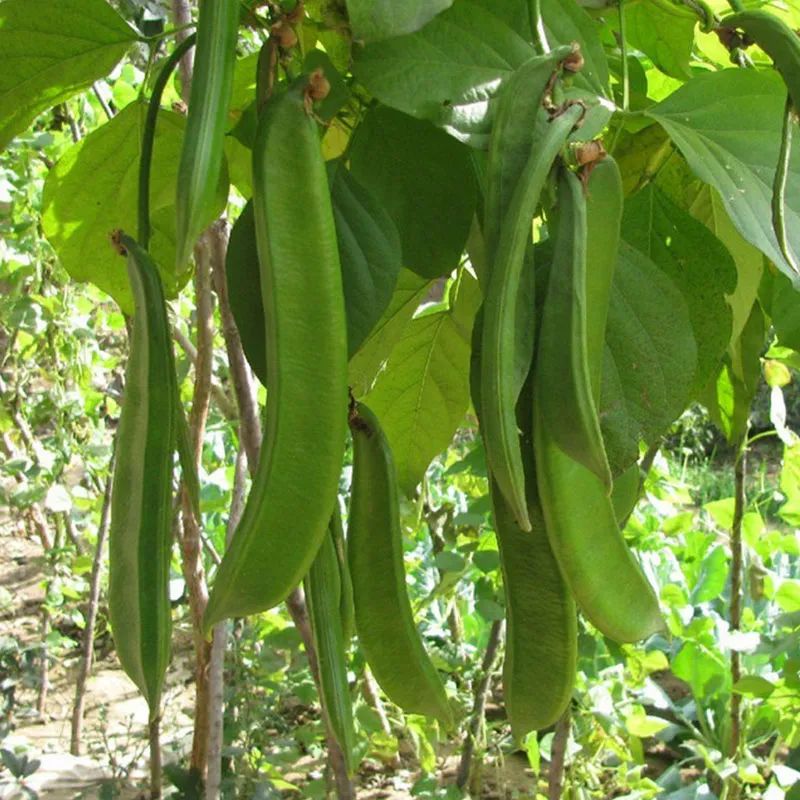 长豆种植技术_豆类种植时间和生长期_豆类种植技术