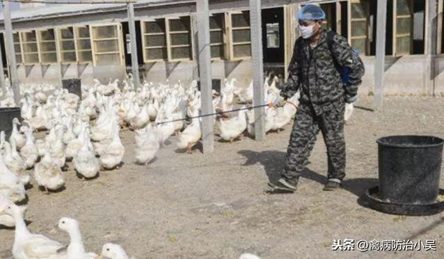 番鸭养殖技术要点技术_番鸭养殖技术农广天地视频_养殖番鸭技术与管理