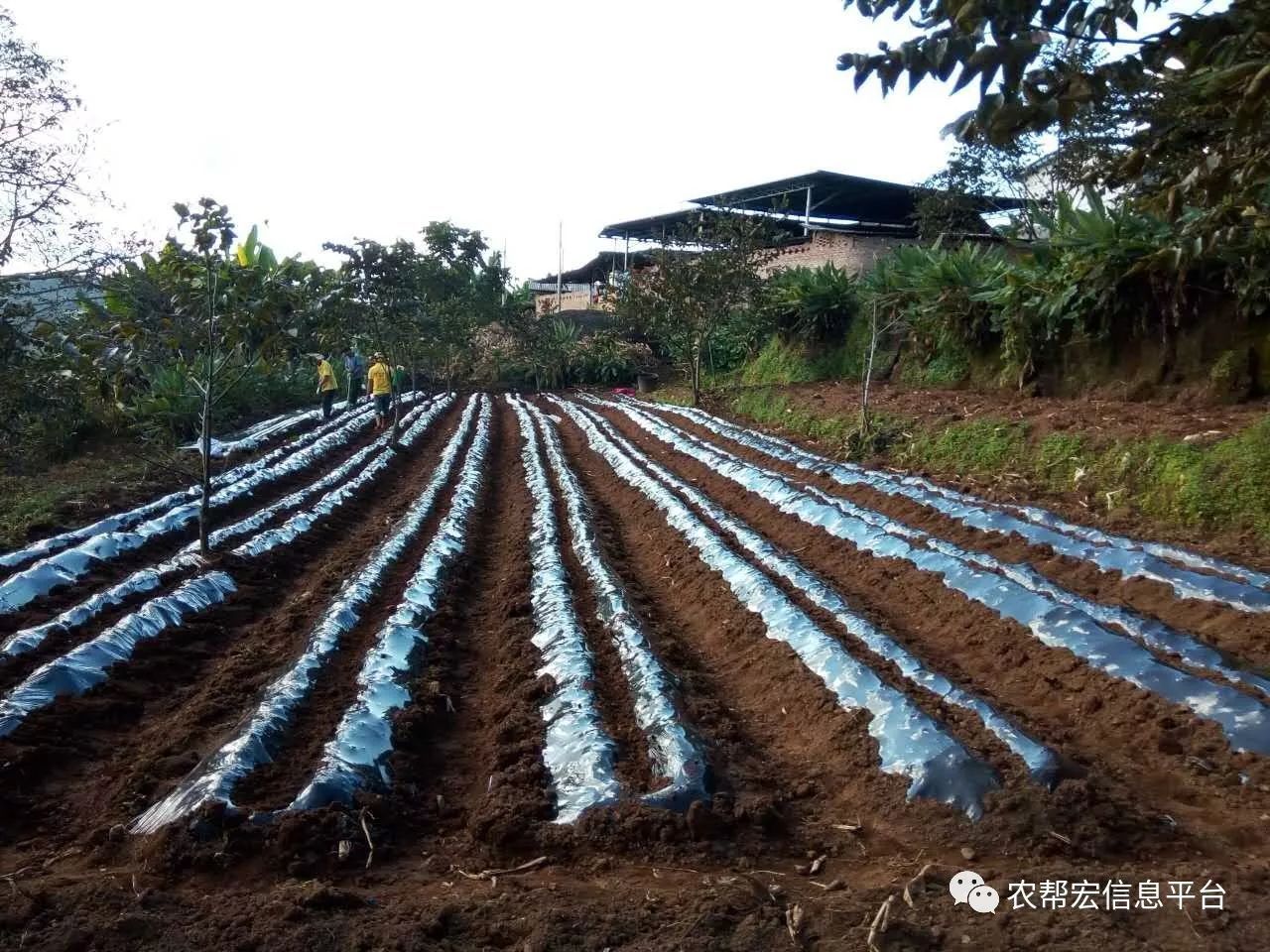 豆种植技术与管理_长豆种植技术_豆的种植方法和时间