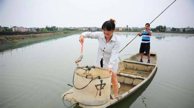 养殖青蚯蚓产量怎么样_哪里有青蚯蚓养殖技术_青蚯蚓养殖基地