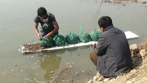 青蚯蚓养殖基地_养殖青蚯蚓产量怎么样_哪里有青蚯蚓养殖技术