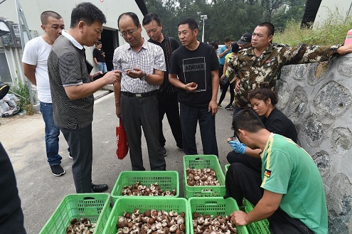 阜平精准扶贫：新技术助力食用菌产业新模式