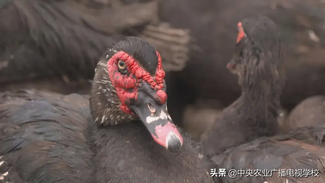 养殖番鸭技术与管理_番鸭养殖技术要点技术_番鸭养殖新技术