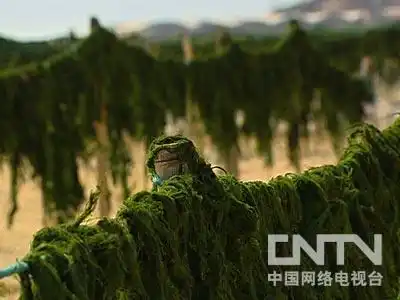 致富虾淡水养殖大棚技术要求_致富经大棚养虾_致富经大棚淡水虾养殖技术