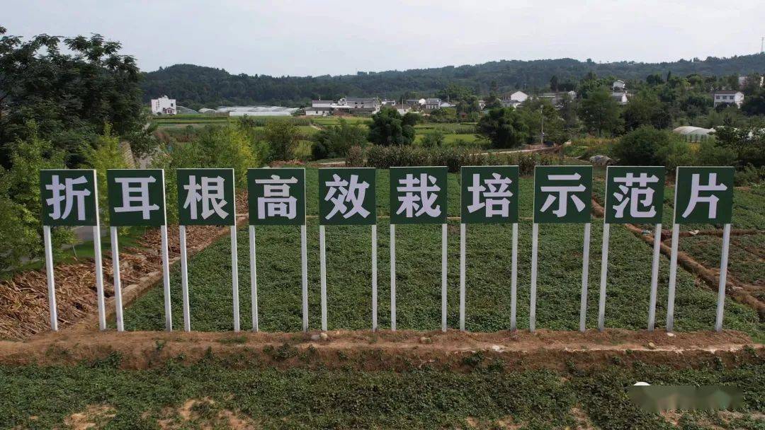 致富种植什么比较赚大钱_致富草的种植_种草致富经