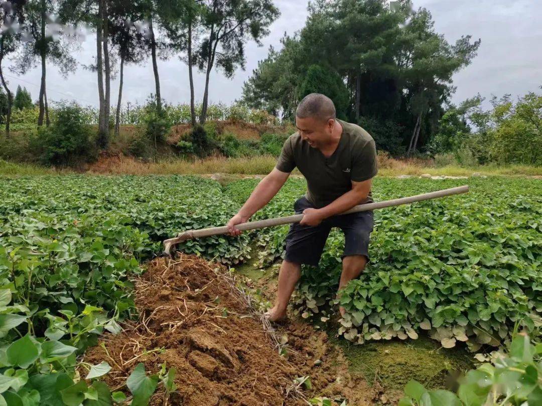 致富种植什么比较赚大钱_种草致富经_致富草的种植