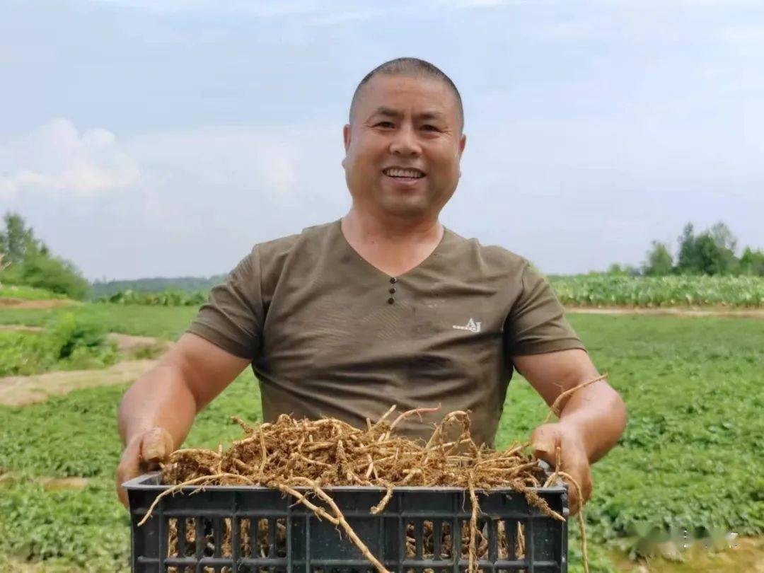 致富种植什么比较赚大钱_种草致富经_致富草的种植