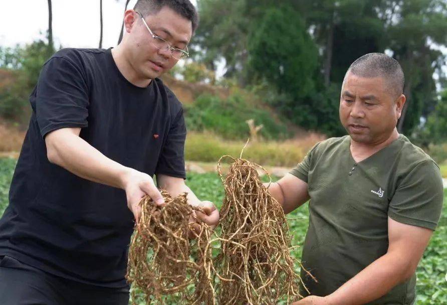 致富种植什么比较赚大钱_致富草的种植_种草致富经