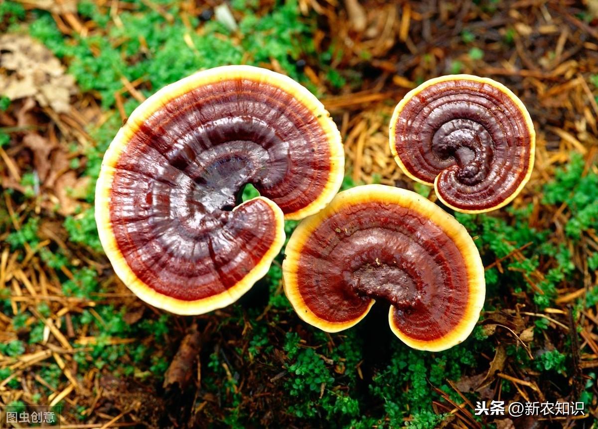 林下仿野生灵芝，高产高效栽培技术，种植过程中这些需要了解一下