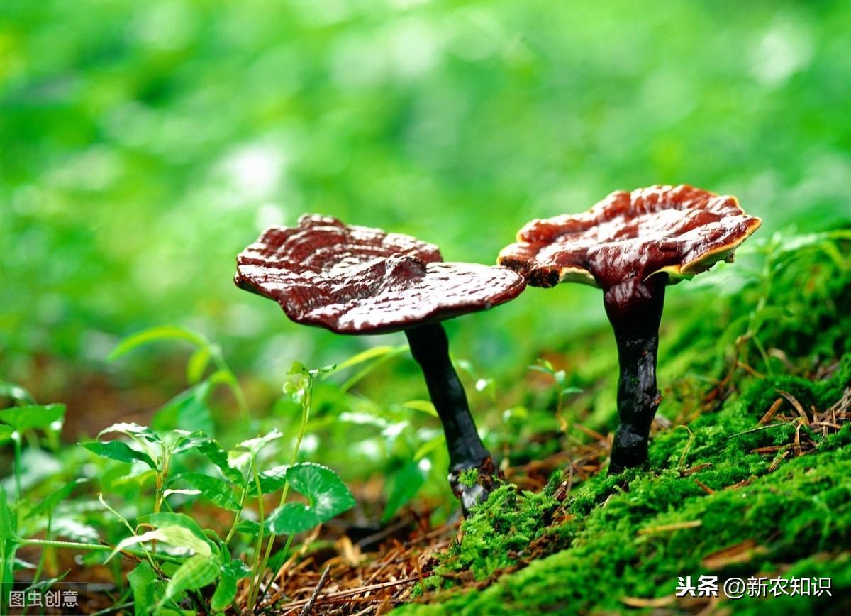 灵芝人工栽培种植技术视频_灵芝人工种植技术与管理_灵芝人工种植技术