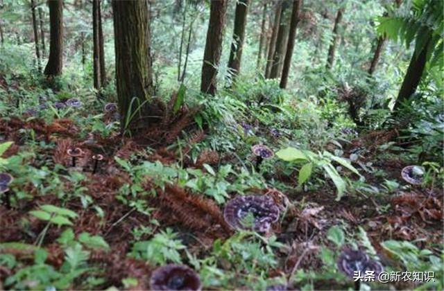 灵芝人工种植技术_灵芝人工栽培种植技术视频_灵芝人工种植技术与管理