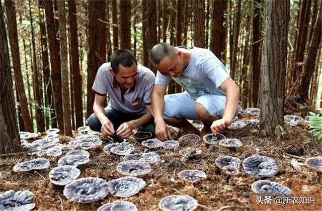 灵芝人工种植技术与管理_灵芝人工种植技术_灵芝人工栽培种植技术视频